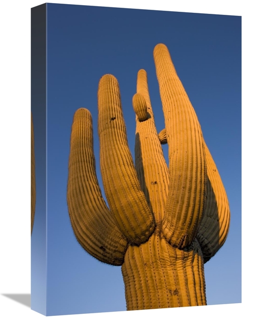 Global Gallery GCS-395309-1218-142 12 x 18 in. Saguaro Cactus, Sag