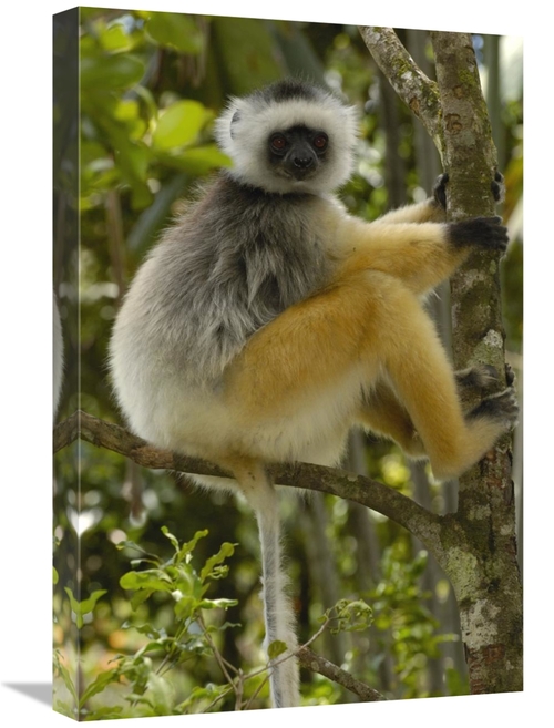 Global Gallery GCS-453033-1624-142 16 x 24 in. Diademed Sifaka, Ma