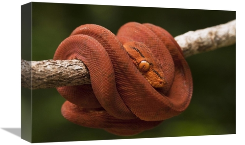 Global Gallery GCS-397947-1218-142 12 x 18 in. Common Tree Boa Coiled 