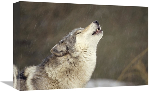 Global Gallery GCS-395749-1218-142 12 x 18 in. Timber Wolf Howling&#44
