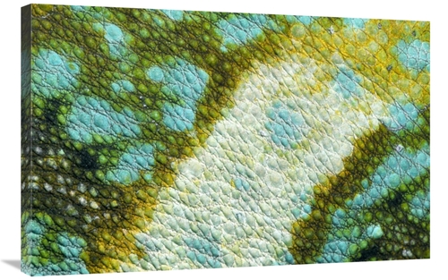 Global Gallery GCS-453603-2436-142 24 x 36 in. Veiled Chameleon Skin o