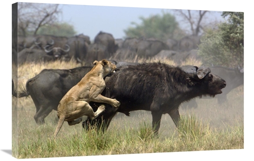 Global Gallery GCS-453270-2436-142 24 x 36 in. African Lion Attacking 