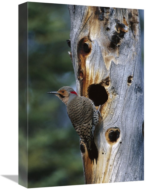 Global Gallery GCS-451926-1218-142 12 x 18 in. Northern Flicker Woodpe