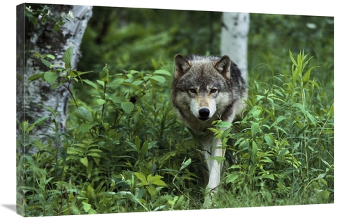 Global Gallery GCS-452557-2436-142 24 x 36 in. Timber Wolf Walking Thr