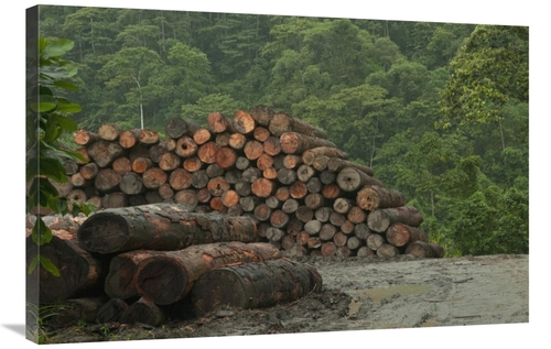 Global Gallery GCS-395561-2436-142 24 x 36 in. Logging of Native Rainf