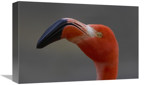 Global Gallery GCS-450896-1218-142 12 x 18 in. Greater Flamingo Portra