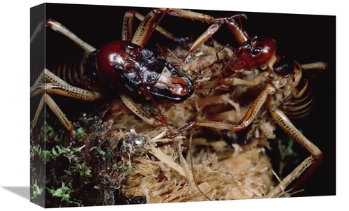 Global Gallery GCS-450698-1218-142 12 x 18 in. Tree Weta Male with Lar