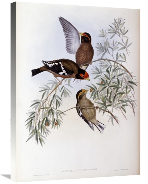 Global Gallery GCS-277748-30-142 30 in. Burtons Grosbeak Art Print - J