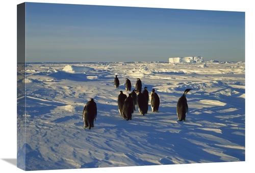 Global Gallery GCS-452390-1824-142 18 x 24 in. Emperor Penguin Group W