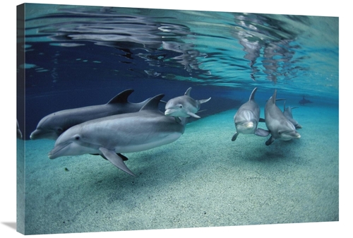 Global Gallery GCS-450944-36-142 36 in. Bottlenose Dolphin Group Swimm