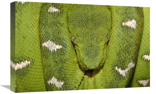 Global Gallery GCS-453188-1624-142 16 x 24 in. Emerald Tree Boa Coiled