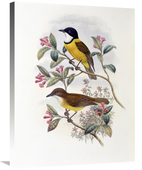 Global Gallery GCS-277780-30-142 30 in. Ramsays Thickhead Art Print - 