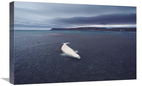 Global Gallery GCS-450729-1624-142 16 x 24 in. Stranded Beluga Whale A