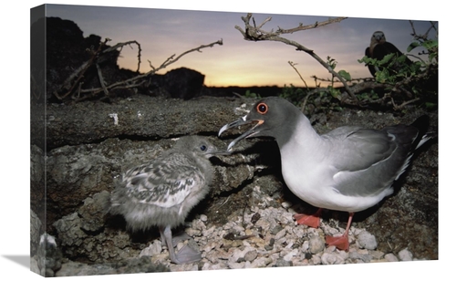 Global Gallery GCS-451520-1624-142 16 x 24 in. Swallow-Tailed Gull Gua