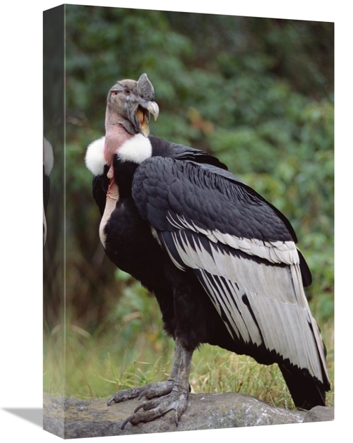 Global Gallery GCS-451245-1218-142 12 x 18 in. Andean Condor Male,