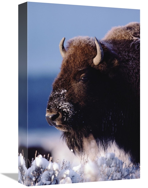 Global Gallery GCS-451983-1218-142 12 x 18 in. American Bison Portrait