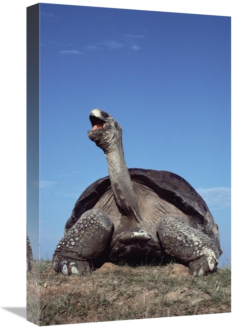 Global Gallery GCS-451168-22-142 22 in. Galapagos Giant Tortoise Yawni