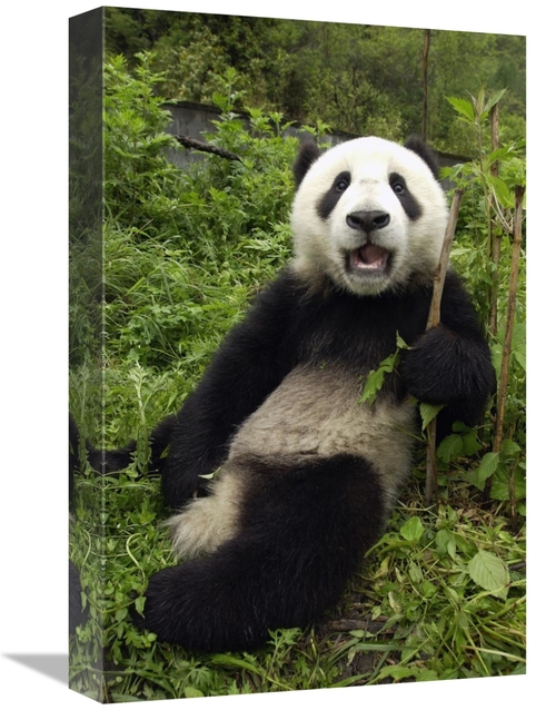 Global Gallery GCS-453017-1218-142 12 x 18 in. Giant Panda Cub Named X