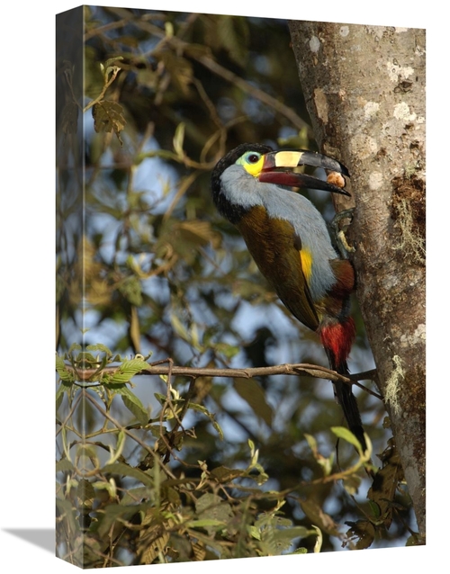 Global Gallery GCS-453145-1218-142 12 x 18 in. Plate-Billed Mountain T