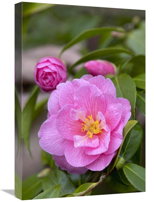 Global Gallery GCS-398363-1624-142 16 x 24 in. Camellia Donation Varie