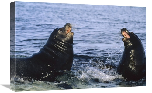 Global Gallery GCS-451311-1624-142 16 x 24 in. Galapagos Sea Lion Bull