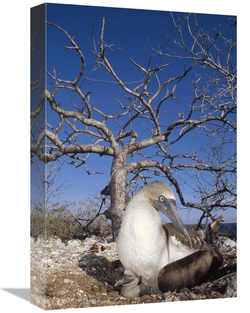 Global Gallery GCS-451138-1218-142 12 x 18 in. Blue-Footed Booby with 