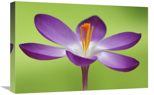 Global Gallery GCS-398005-1624-142 16 x 24 in. Dutch Crocus Flower&#44