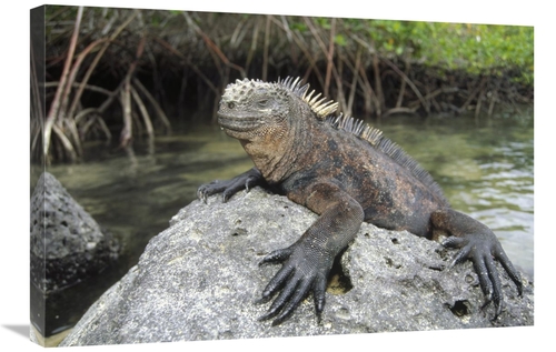 Global Gallery GCS-451315-2030-142 20 x 30 in. Marine Iguana Clings to