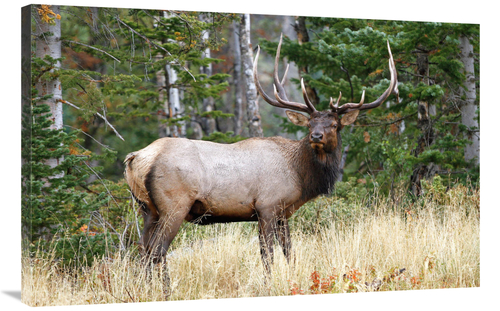 Global Gallery GCS-486491-40-142 40 in. After the Rain Art Print - Vic