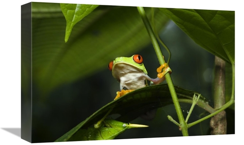Global Gallery GCS-452674-1218-142 12 x 18 in. Red-Eyed Tree Frog on L