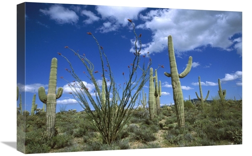 Global Gallery GCS-398299-1624-142 16 x 24 in. Sonoran Desert Landscap