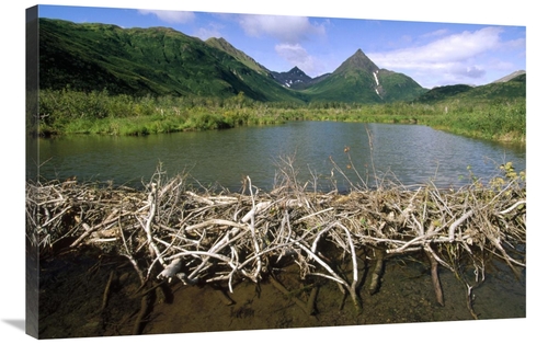 Global Gallery GCS-452889-2436-142 24 x 36 in. American Beaver Dam&#44