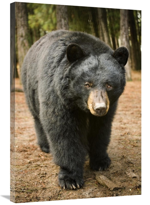 Global Gallery GCS-395707-2436-142 24 x 36 in. Black Bear Portrait Dur