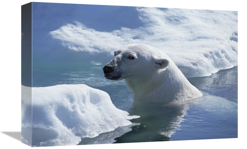 Global Gallery GCS-450943-1218-142 12 x 18 in. Polar Bear About to Hau