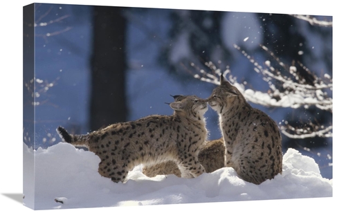 Global Gallery GCS-452439-1624-142 16 x 24 in. Eurasian Lynx Pair Touc