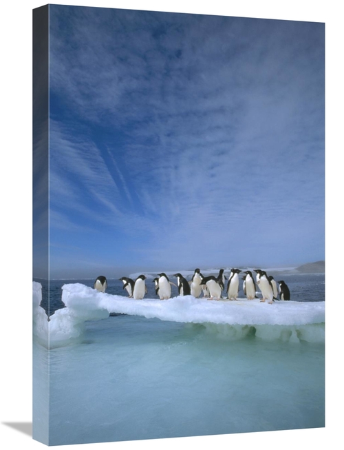 Global Gallery GCS-395663-1624-142 16 x 24 in. Adelie Penguin Group Cr