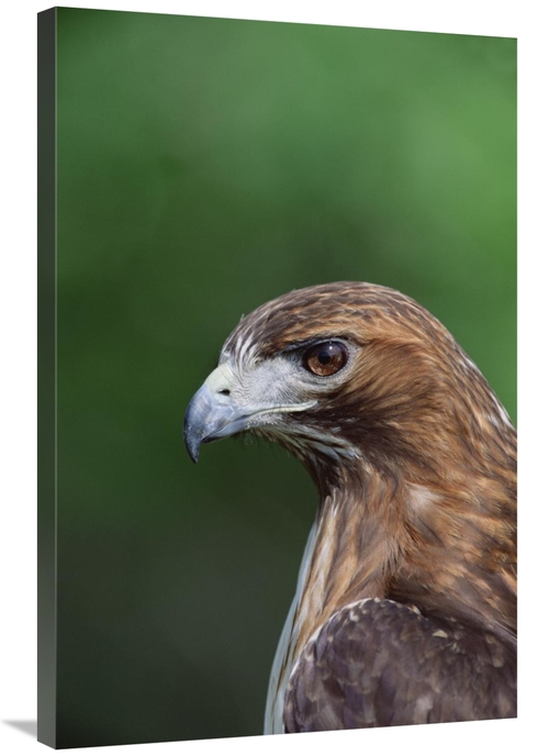 Global Gallery GCS-452353-2436-142 24 x 36 in. Red-Tailed Hawk Portrai