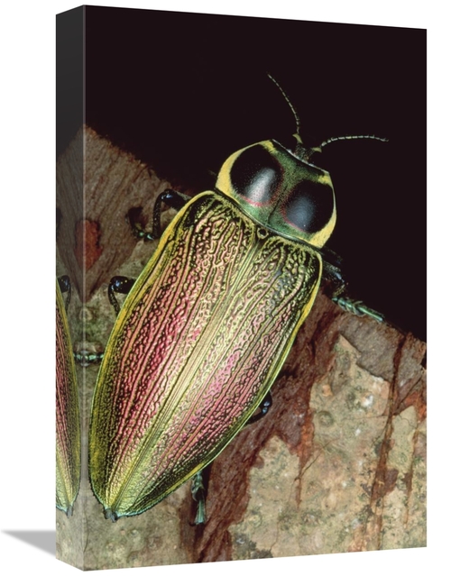 Global Gallery GCS-450948-1218-142 12 x 18 in. Metallic Wood-Boring Be