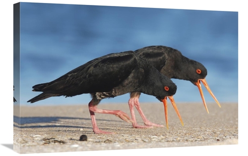 Global Gallery GCS-397473-2030-142 20 x 30 in. Variable Oystercatcher 