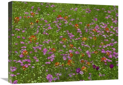 Global Gallery GCS-396732-1824-142 18 x 24 in. Pointed Phlox & Indian 