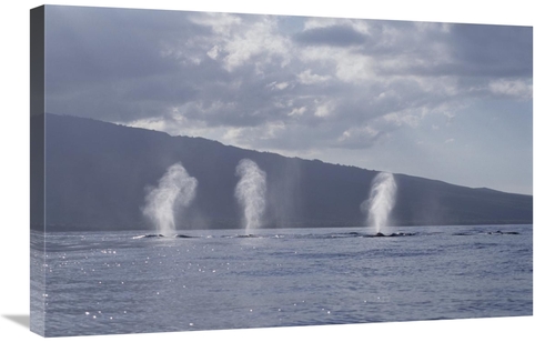 Global Gallery GCS-450999-2030-142 20 x 30 in. Humpback Whale Multiple