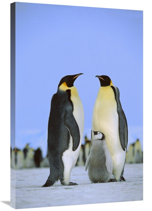 Global Gallery GCS-452319-2436-142 24 x 36 in. Emperor Penguin Family&