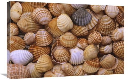 Global Gallery GCS-398209-2030-142 20 x 30 in. Common Cockle Close Up 