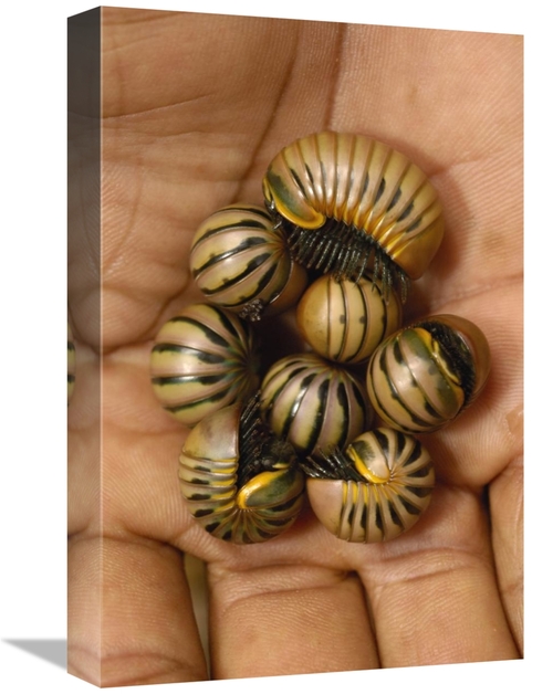 Global Gallery GCS-453046-1218-142 12 x 18 in. Pill Millipede Group Fr