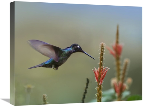 Global Gallery GCS-396298-2024-142 20 x 24 in. Magnificent Hummingbird