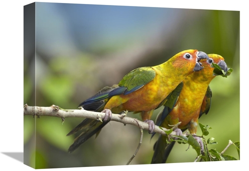 Global Gallery GCS-396564-1216-142 12 x 16 in. Sun Parakeet Pair Feedi