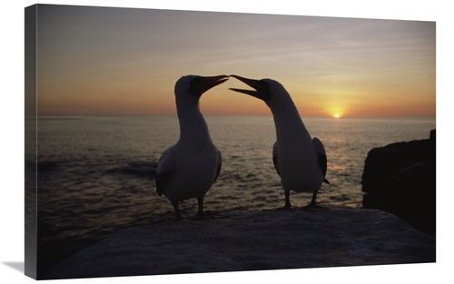 Global Gallery GCS-452397-2030-142 20 x 30 in. Masked Booby Couple Cou