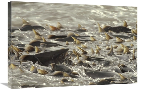 Global Gallery GCS-451888-2030-142 20 x 30 in. Pink Salmon Spawning in
