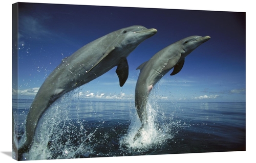 Global Gallery GCS-452638-2436-142 24 x 36 in. Bottlenose Dolphin Pair