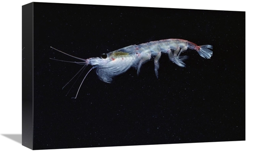 Global Gallery GCS-450634-1218-142 12 x 18 in. Antarctic Krill, An